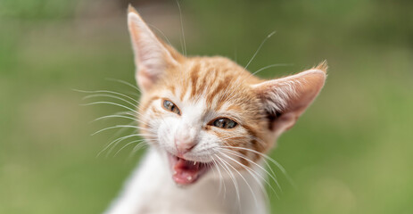 junge Katze lacht 