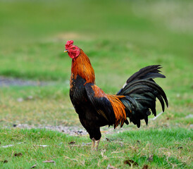 cock; hen; chicken; male; father; stand; pround; pride; good; farm; wild; colorful; Thailand; grass; red; face; hansome; looking; great, fighting cock, hence, hen, bird, farm chicken,male