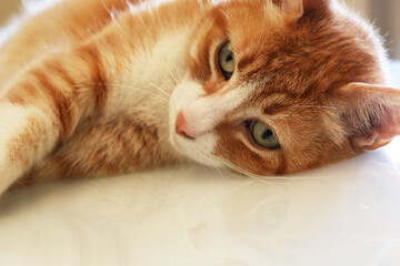 Gatto rosso in relax isolato su fondo chiaro