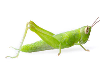 Green grasshopper isolated on white background