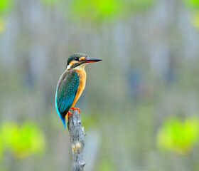 Common Kingfisher, Alcedo atthis, perching on top stick with sharp and details, bird, eurasian kingfisher