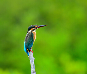 Common Kingfisher, Alcedo atthis, perching on top stick, bird, eurasian kingfisher