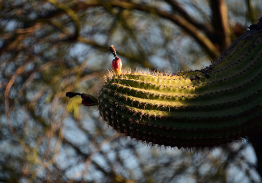 Fruit on a saguaro cactus