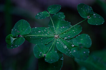 Clover with small drops of water on the leaves