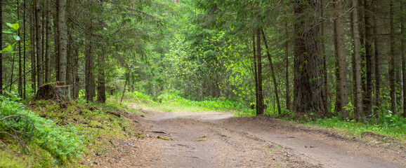 Banner of beautiful empty dirt road in green pine and spruce forest in summer. Natural background.