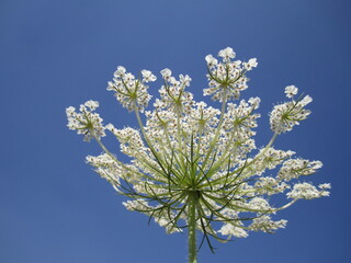 Field white flower in the sky