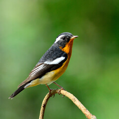 Cute and  handsome Mugimaki Flycatcher with very nice details on its feathers, Ficedula mugimaki, bird,on isolated white background