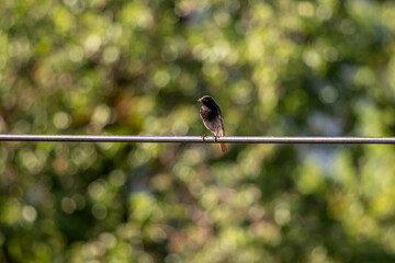 Male black redstart sitting on electric cable