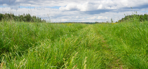 Obraz premium Beautiful rural road in green field or meadow in summer against dramatic sky. Nature background. Banner