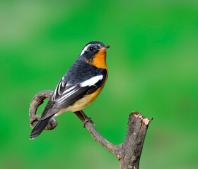 Cute handsome Mugimaki Flycatcher with very nice details on its feathers, Ficedula mugimaki, bird on green background