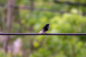 Male black redstart sitting on electric cable	