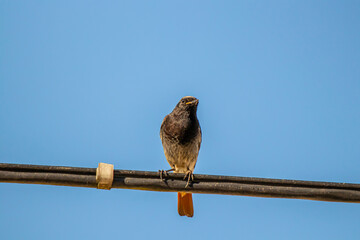 Black redstart resting on electric cable	