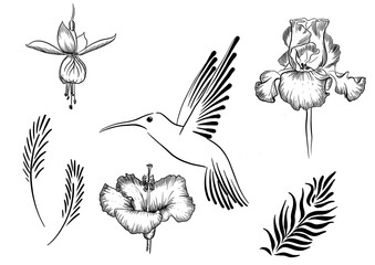 set flower and hummingbird on a white background