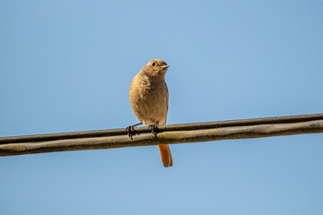 Black redstart bird resting on electric cable	