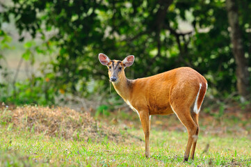 Naklejka na ściany i meble Feas Barking Deer with details in the jungle environment, deer, mouse, wild animal in nature