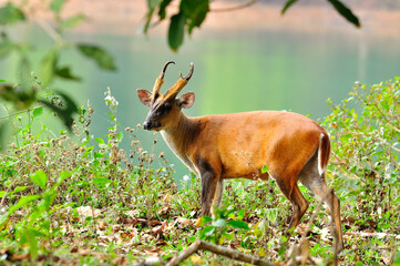 Feas Barking Deer with details in the jungle environment, deer, mouse, wild animal