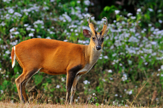 Feas Barking Deer with horn and details in the jungle environment, deer, mouse, wild animal in nature