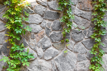 Stone wall in the garden entwined with a green plant.