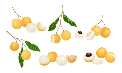 Longan Exotic Circular Fruit with Tan Peel and Translucent Flesh Vector Set