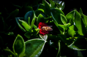 Bee on a flower. Top view of a bee extracting nectar.