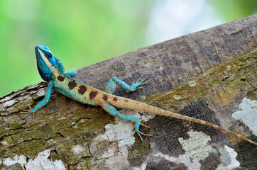 Full body of blue lizard on tree with green blue background, lacerta viridis