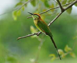 Green Bee-eater bird (Merops orientalis) perching on branch with blur background