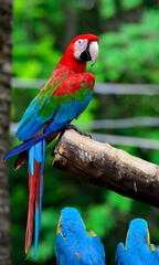 Green-winged Macaw perching on the branch with very nice details and background, colorful macaw, with blue and gold macaw sitting below