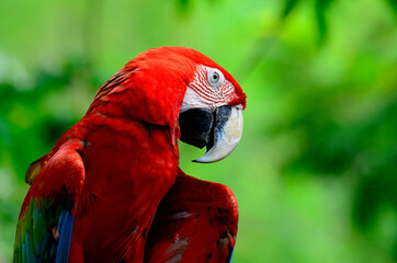 Green-winged Macaw with funny action, red green blue macaw bird