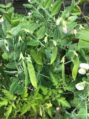 green beans in the garden