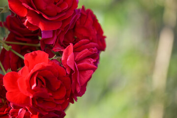 Romantic red roses bloom background