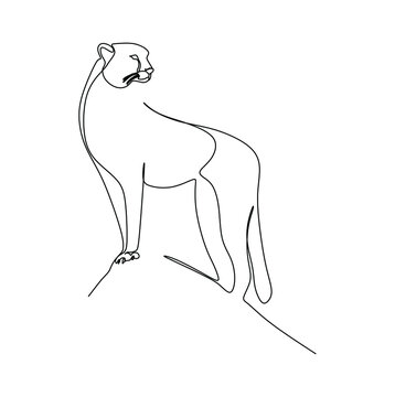 Continuous one line drawing of a cheetah standing looking for prey. Vector illustration