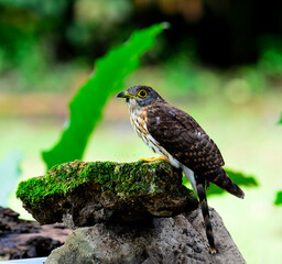 Hodgson's cuckoo bird sitting on mossy rock