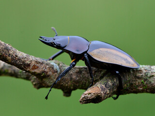 Hornless of Rhinoceros beetle (Allomyrina dithotomus) with nice green background