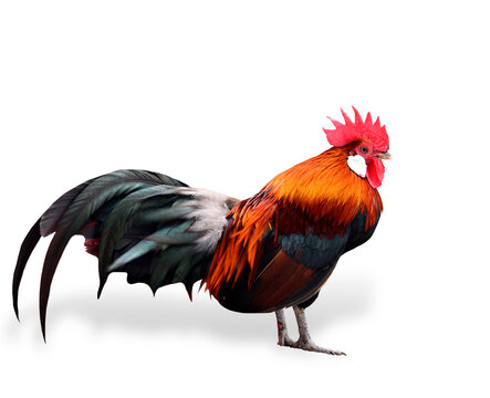 Handsome fighting cock isolated on white background