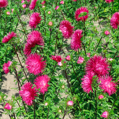 Red asters drowning in the greenery of the garden.