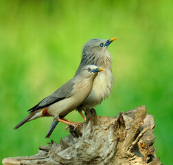Lovely Pair of Chestnut-tailed Starling birds (Sturnus malabaricus)