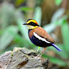 Male of Banded Pitta (Pitta guajana) bird standing on the rock