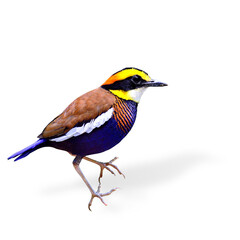Male of Banded Pitta (Pitta guajana) colorful bird