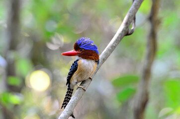 Male of Banded Kingfisher