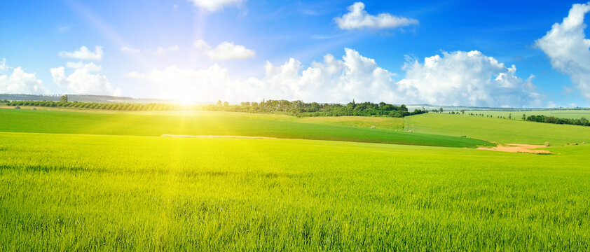 Green field, sun and sun on blue sky. Wide photo.