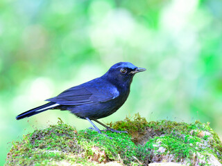Male of White-tailed Robin (Cinclidium leucurum) dark blue bird standing on mossy rock with nice green background