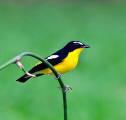 Naklejka premium Male of Yellow-rumped flycatcher bird (ficedula zathopygia) perching on the small bamboo stick