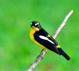 Male of Yellow-rumped flycatcher bird (ficedula zathopygia) with nice lighting through its eyes