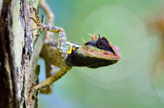 Acanthosaura armata, Greater spiny lizard, black faced lizard, masked spiny lizard, tree lizard, acanthosaura crucigera boulenger