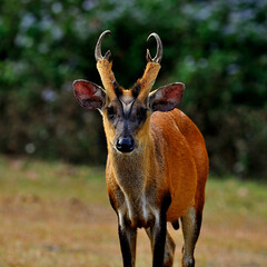 Muntiacus muntjak or fea's barking deer or so called fea's muntjac in nature