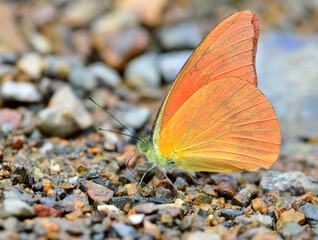 Obraz premium Orange Albatross Butterfly (Appias nero figulina) in nature