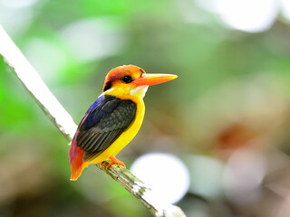 Oriental dwarf or Black-backed Kingfisher, ceyx erithacus
