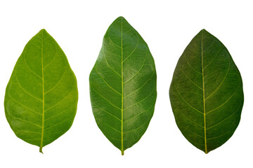  leaves Jackfruit 3  leaves, white background
