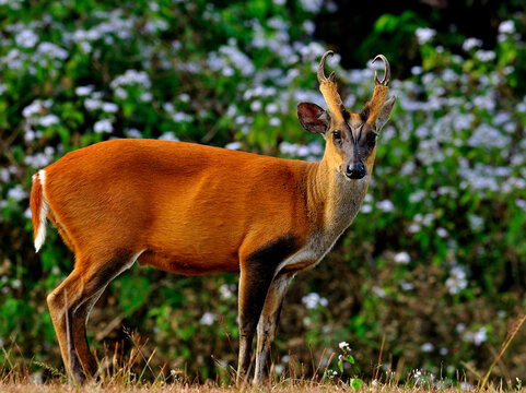 Muntiacus muntjak or fea's barking deer or so called fea's muntjac with white flowers in backgound
