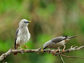 Pair of Chestnut-tailed Starling birds (Sturnus malabaricus) in love standing on nice branch